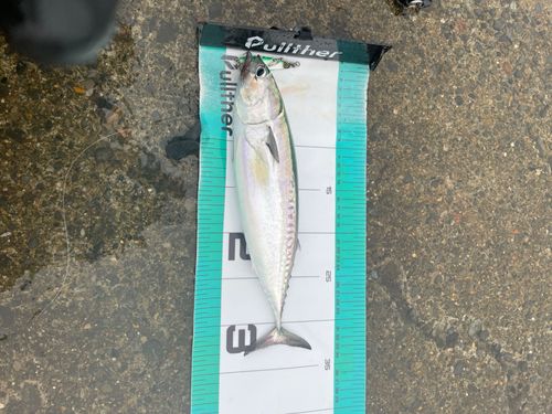 ソウダガツオの釣果