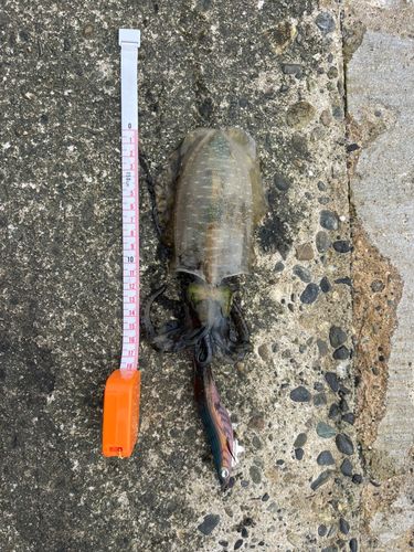 アオリイカの釣果