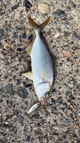 シオの釣果