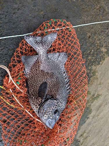 イシガキダイの釣果