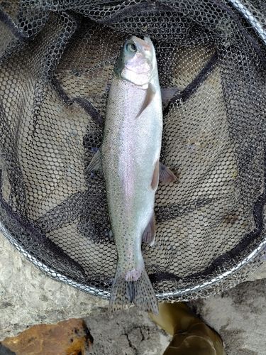 ニジマスの釣果