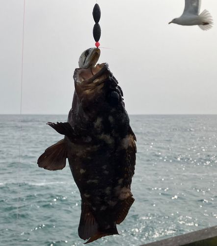 ムラソイの釣果