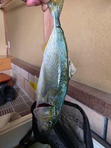 ツバスの釣果