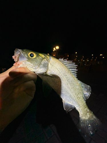 セイゴ（ヒラスズキ）の釣果