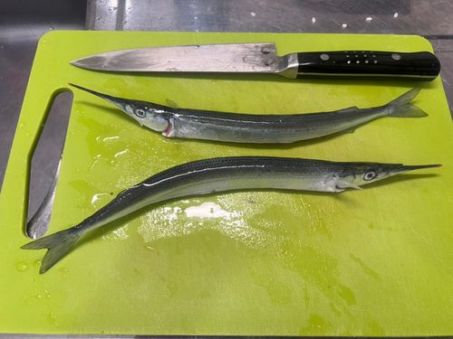 サヨリの釣果