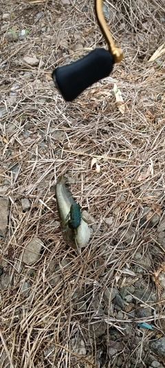 ナマズの釣果