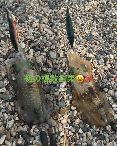 アオリイカの釣果