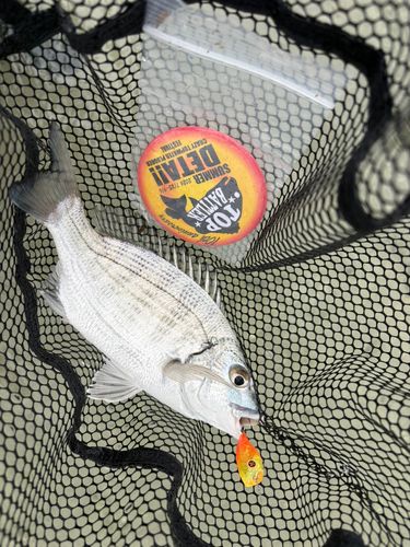 ミナミクロダイの釣果