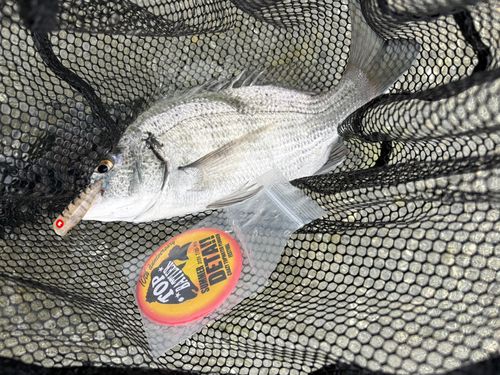 ミナミクロダイの釣果
