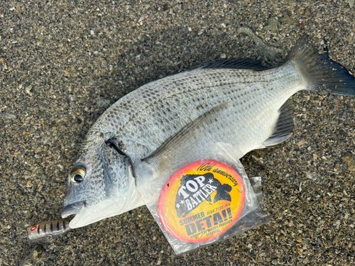 ミナミクロダイの釣果
