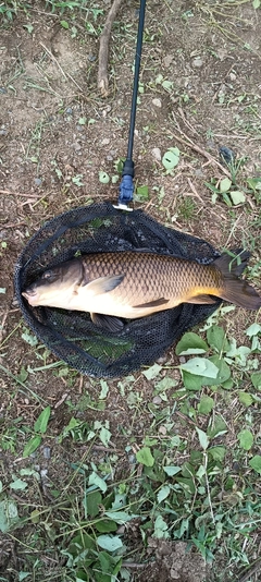 コイの釣果