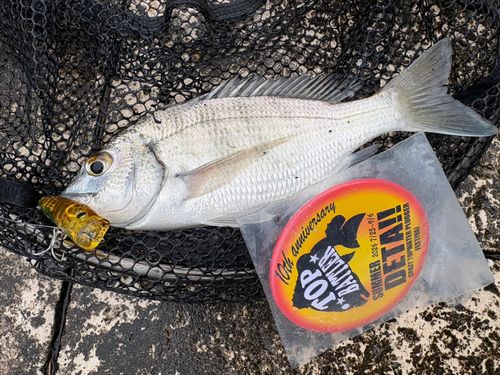 ミナミクロダイの釣果