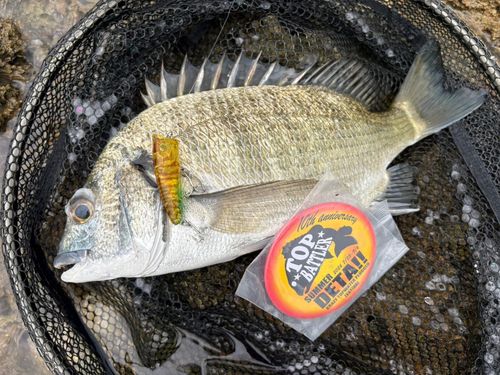 ミナミクロダイの釣果