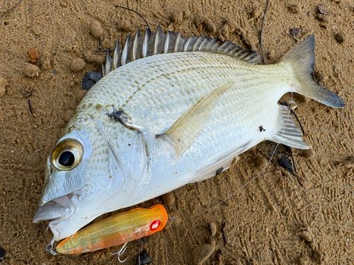 ミナミクロダイの釣果