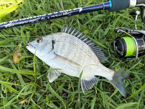 ミナミクロダイの釣果