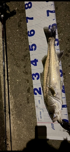 シーバスの釣果