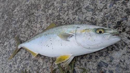 ワカシの釣果