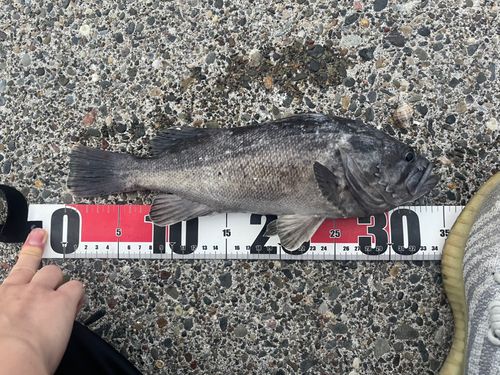 クロソイの釣果