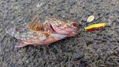 アラカブの釣果