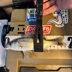 セイゴ（タイリクスズキ）の釣果