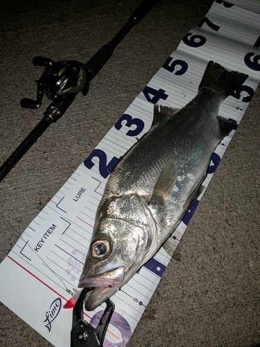 ヒラスズキの釣果