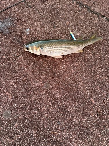 ボラの釣果