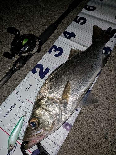 ヒラスズキの釣果