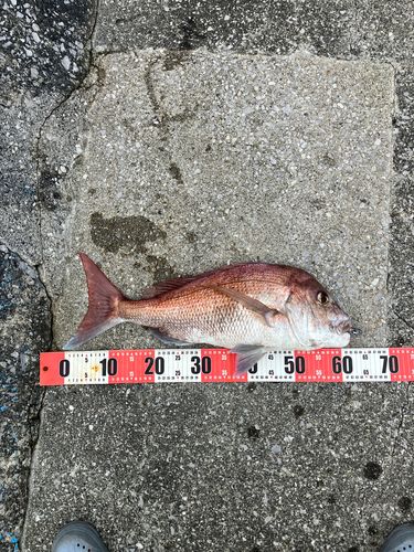 マダイの釣果