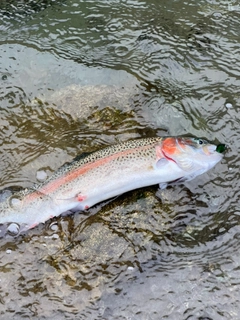 ニジマスの釣果