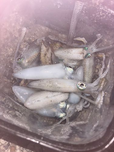 アオリイカの釣果
