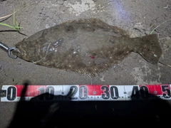 ヒラメの釣果