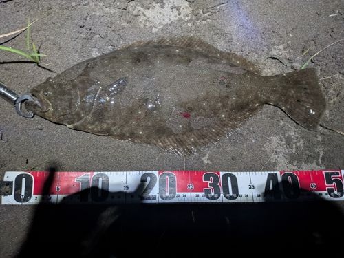 ヒラメの釣果