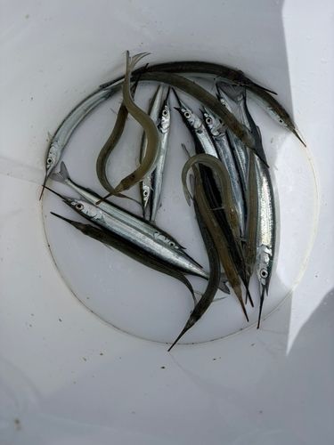 サヨリの釣果
