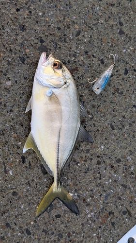 メッキの釣果