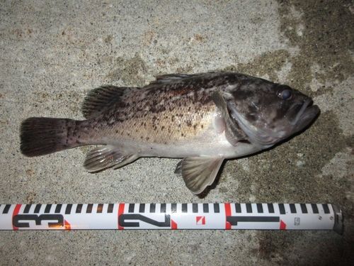 ソイの釣果