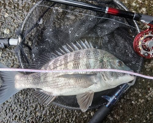 クロダイの釣果