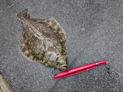 クロガシラガレイの釣果