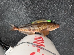 ホッケの釣果