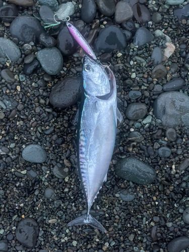 ソウダガツオの釣果