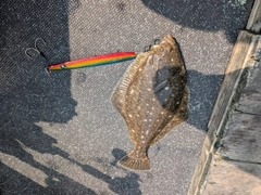 イシガレイの釣果