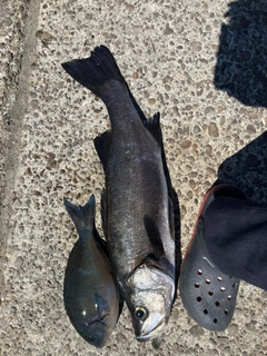 スズキの釣果