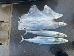 サワラの釣果