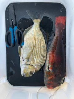 ヘダイの釣果