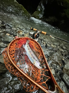 ヤマメの釣果