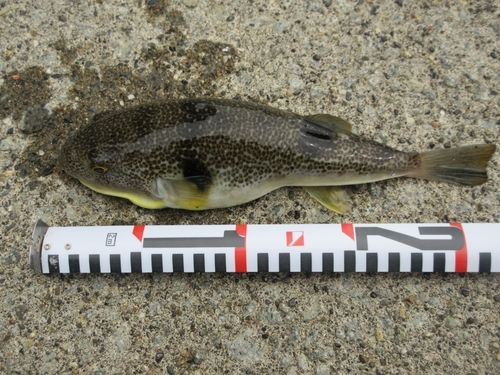 フグの釣果