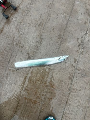 タチウオの釣果