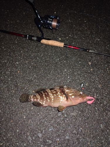 キジハタの釣果
