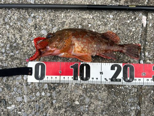 カサゴの釣果