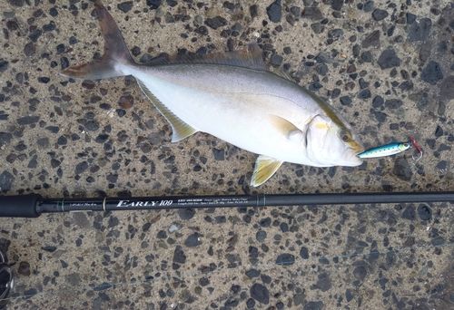 ネリゴの釣果