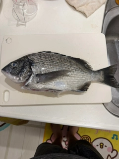 クロダイの釣果